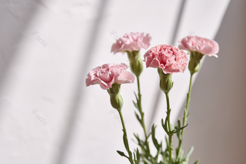 光影背景鲜花康乃馨花朵花卉实拍摄影图,高清,摄影图,摄影图片,图片大全,摄影图免费下载